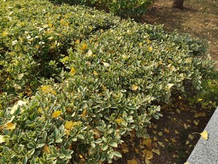 绿叶黄花的繁茂灌木丛