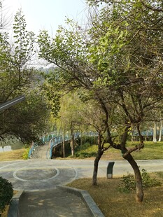 公园内的绿树与蜿蜒小径