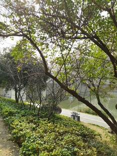 湖畔林荫小道的静谧景致