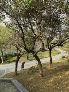 公园内弯曲树木景观