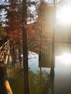 秋日水畔树林的静谧美景 落羽杉