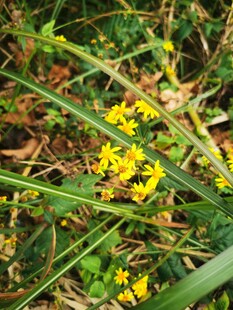 草丛中的黄色小花