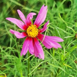 粉色花朵绽放于绿草间