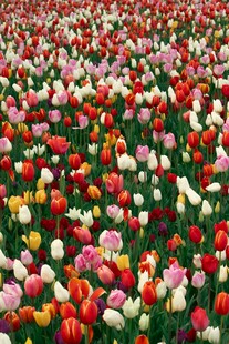 五彩斑斓的郁金香花海