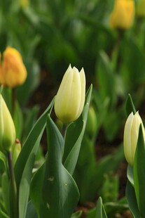 黄色郁金香绽放瞬间