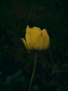 黄色郁金香特写