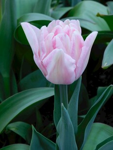 粉色优雅郁金香绽放