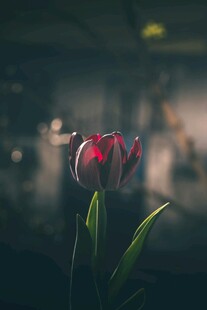 娇艳红郁金香特写