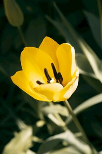 黄色郁金香特写