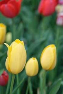 黄色郁金香绽放美景