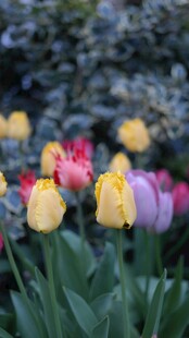 多彩郁金香绽放