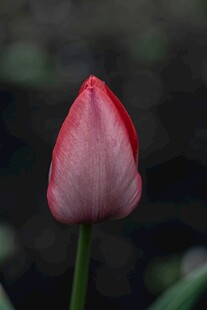 娇艳欲滴的粉色郁金香