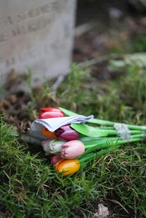 草地上的多彩郁金香束