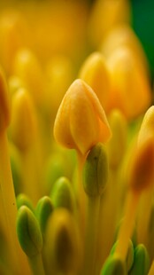 金黄花蕊绽放的美丽瞬间