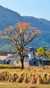 秋日乡村田野孤树美景