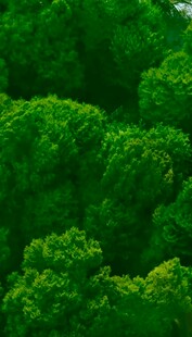 翠绿森林树冠景观