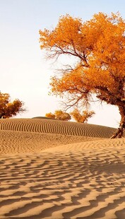 沙漠中金黄灿烂的胡杨树