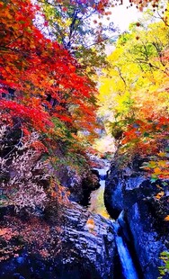 秋日峡谷斑斓红叶溪流