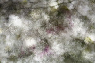 显微镜下的多彩细胞结构