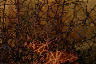 水下神秘珊瑚与繁茂海草