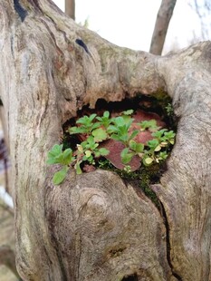 树洞中生长的生机绿植