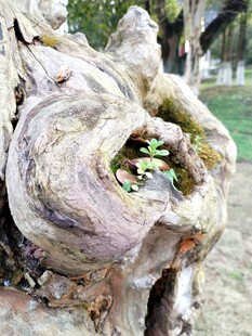 老树桩上的新生绿意