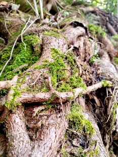 盘根错节的苔藓覆盖树根