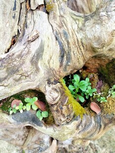 老树根部的生机绿意