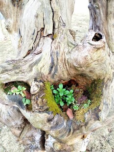 老树树洞中的翠绿生机