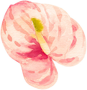 粉色水彩绘红掌花朵