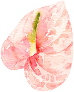 粉色水彩绘红掌花朵