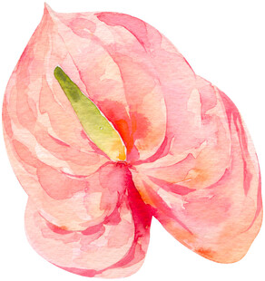 粉色水彩绘制的红掌花朵