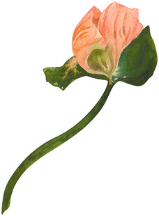 手绘粉色花朵清新雅致