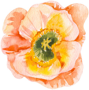 水彩绘粉色娇艳花朵