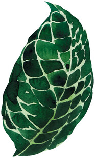 翠绿脉络清晰的独特叶片