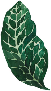 手绘绿色叶脉清晰的叶片