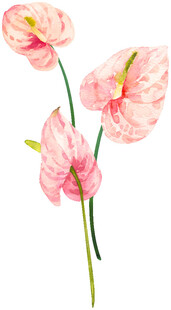 粉色手绘优雅海芋花朵