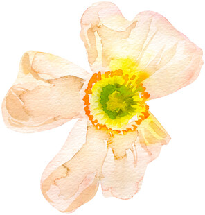 淡粉色水彩花卉特写