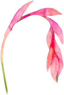 粉色弯曲花朵水彩画