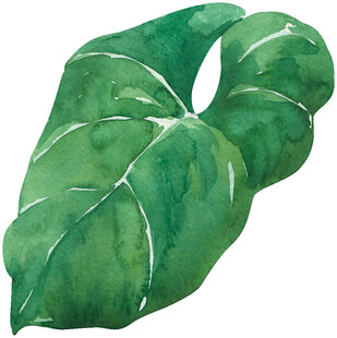 水彩绘制的翠绿叶片