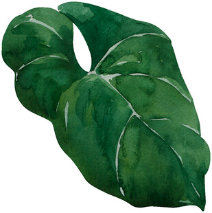 水彩绘绿色心形叶片