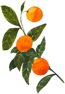 枝头金橘带绿叶