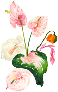 手绘粉色白色海芋与果实