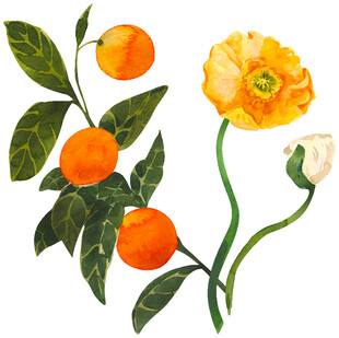 水彩绘橘花与果实