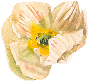 水彩绘就的柔美花朵