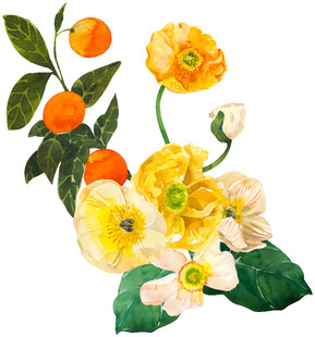 黄色花卉与果实插画