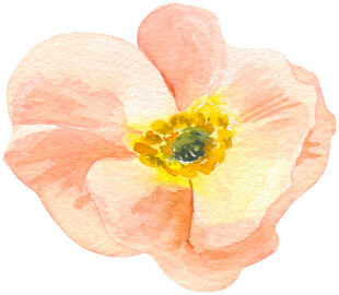 粉色水彩花朵特写