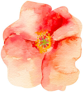 水彩绘粉色花朵