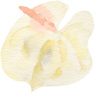 水彩绘就的柔美花朵