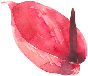 水彩绘制的红色海芋花朵